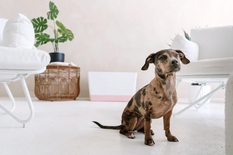 How a Professional Trainer Builds Better Toilet Habits for Dogs