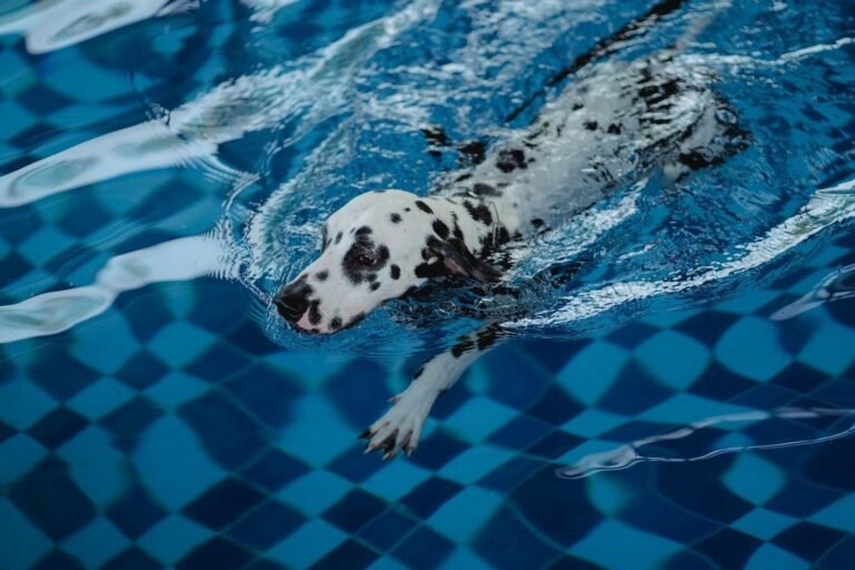 Dog Swimming – What It Does, Who It Suits, and What to Look For